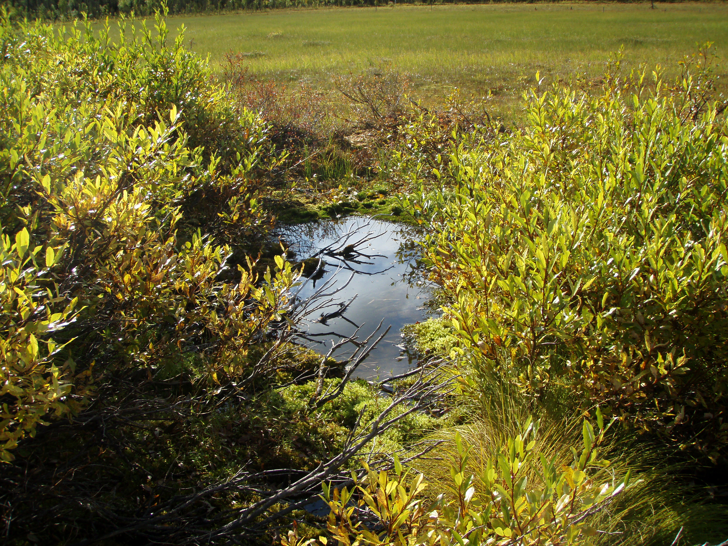 Mineral-rich spring